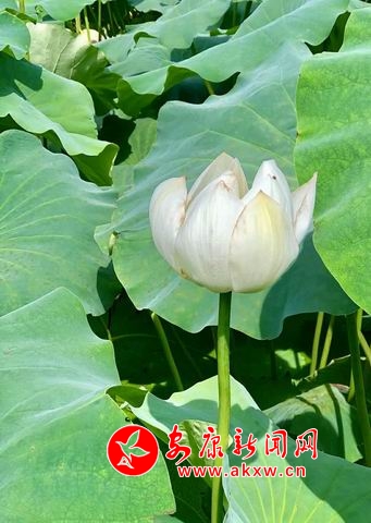 調整大小 微信圖片_20180723112539.jpg