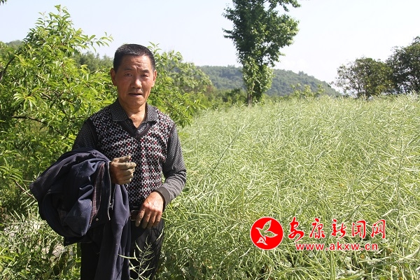 67歲的張用貴看起來(lái)精神不錯(cuò),身后的油菜有三畝,他說(shuō),去年收下的600斤還存著。存著不賣(mài),留著自己和兒子慢慢吃,心里踏實(shí)