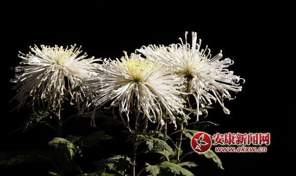10京`ŵľջ鿶bȻһʒɪͼζɢl(f).jpg